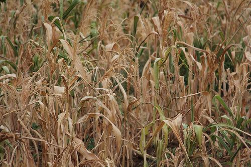 Turning the tide on rural poverty requires innovative new products Turning the tide on rural poverty requires innovative new products
