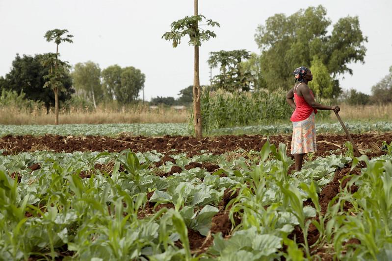GIIF in Mozambique: Advancing Agriculture Insurance with Hollard Mozambique GIIF in Mozambique: Advancing Agriculture Insurance with Hollard Mozambique