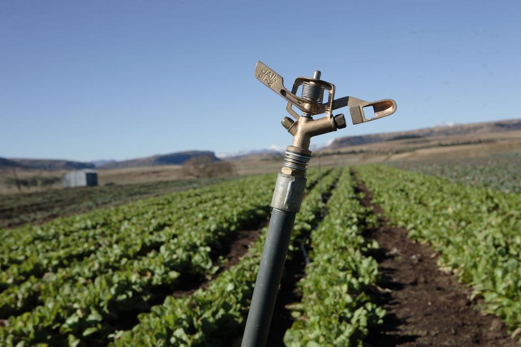 Australia: Risk of a Destroyed Crops Should be Spread Says Agribusiness Consultant Australia: Risk of a Destroyed Crops Should be Spread Says Agribusiness Consultant