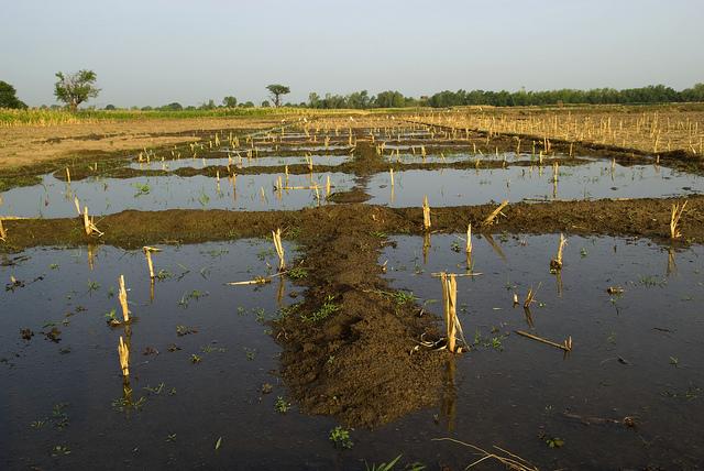 Automated Weather Stations Drive Groundbreaking Low-cost Micro-insurance Plan for Rwanda’s Farmers