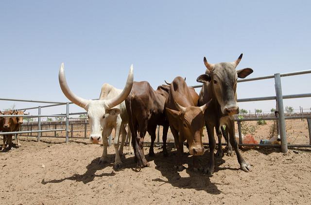 Kenya Launches Free Insurance Cover for Pastoralists Kenya Launches Free Insurance Cover for Pastoralists