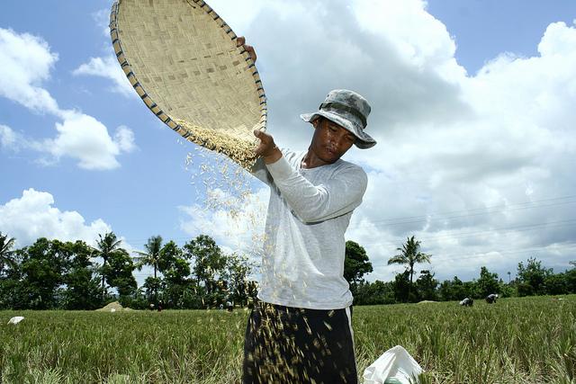 Man scattering rice grains. Sta. Cruz, Laguna, Philippines. Photo: Danilo Pinzon / World Bank