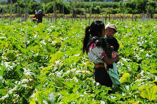 Feasibility study for cotton and livestock index insurance - Argentina 