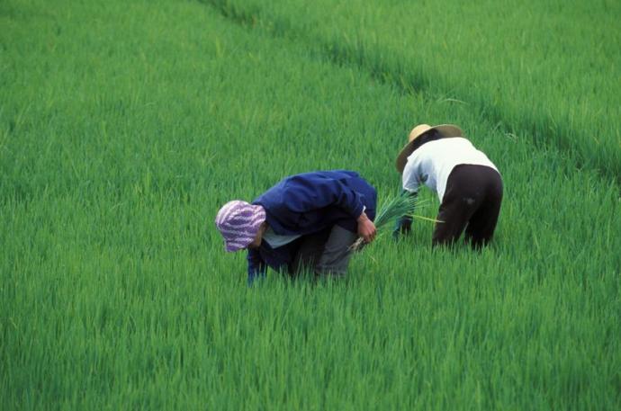 Agricultural Risk and the Crop Insurance Market in China