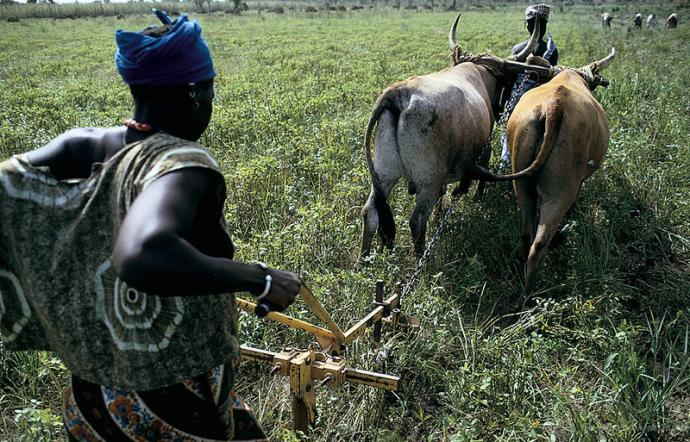 Protecting Pastoralists and Building Resilient Livestock Sector